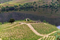 Off to Iberia Day 14 - Portugese Wine and Olive Country